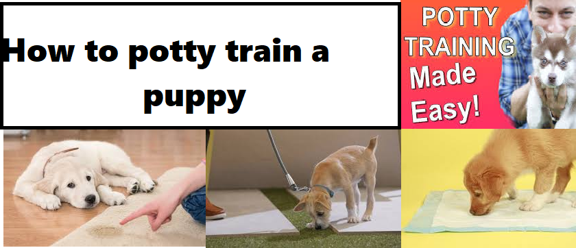 potty train a puppy